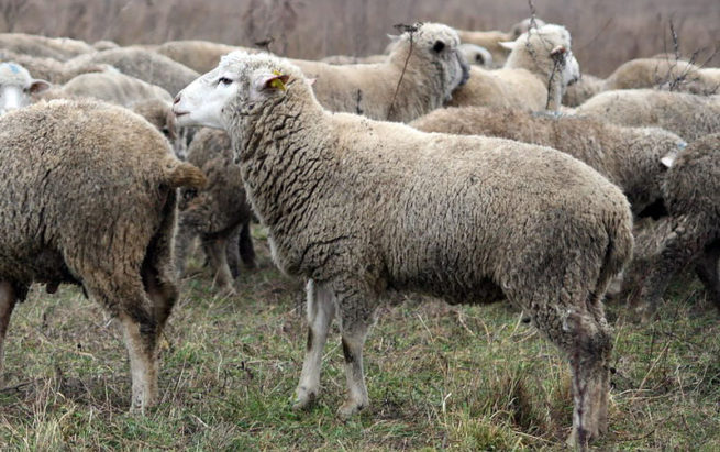 Овцы цигайской породы