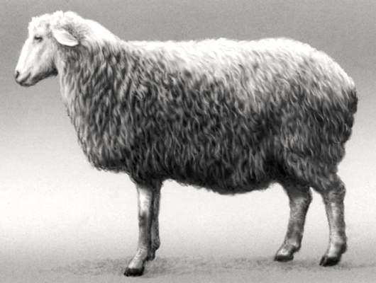 Овцы сокольской породы