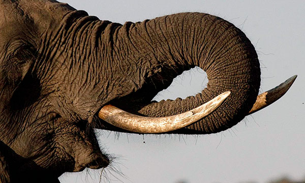 Многофункциональный слоновий орган — это хобот