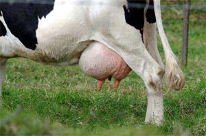 фотография молочной коровы