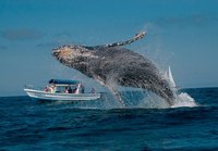 Как спят киты и другие интересные факты об удивительных гигантах