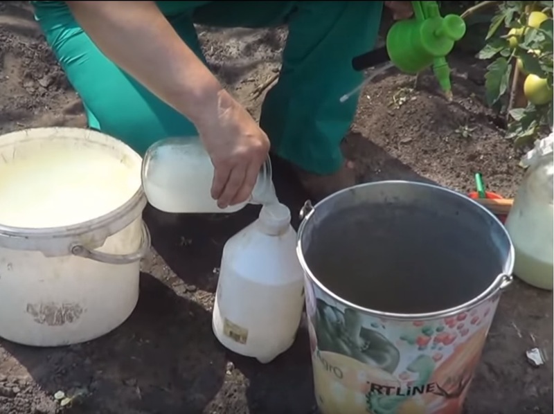 Приготовление и подкормка огурцов молоком с йодом