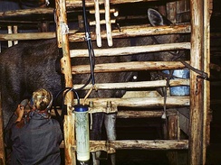 Сбор лосиного молока на Лосиной ферме в Костроме в России