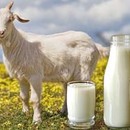 Козье молоко в Актау