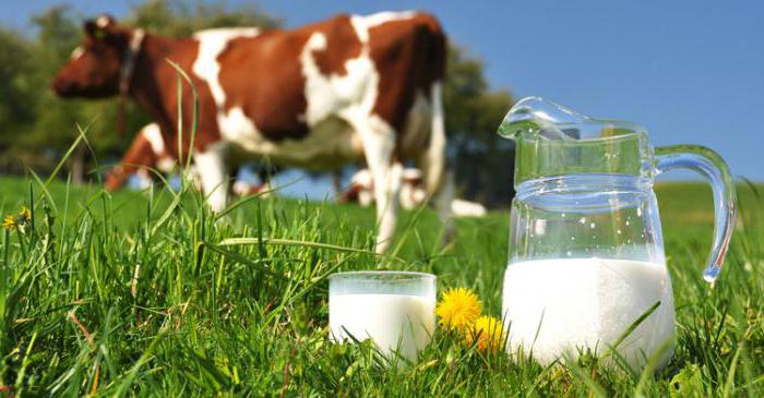 сколько молока дает корова в сутки