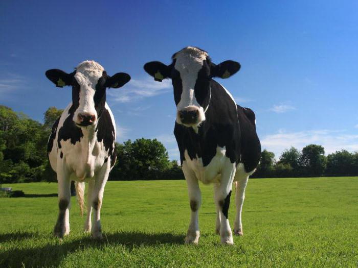 сколько молока дает корова в сутки летом