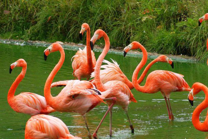 места обитания фламинго