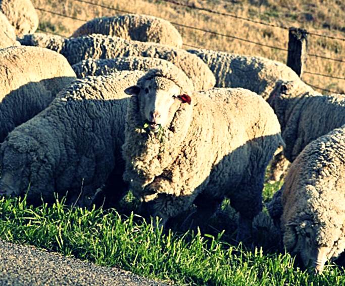 Балбасская порода овец
