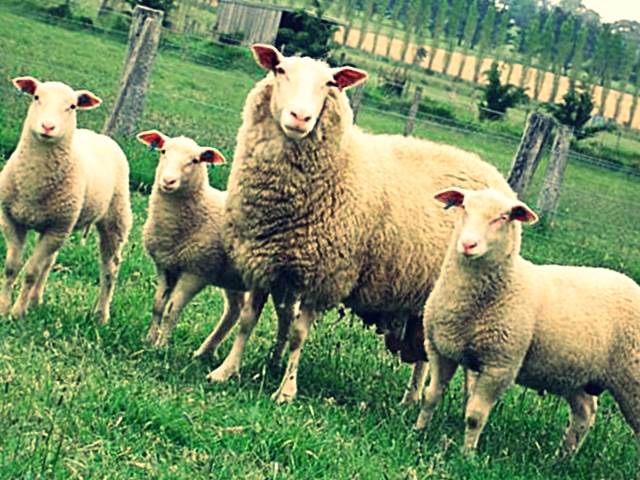 Восточно-фризская порода овец фото