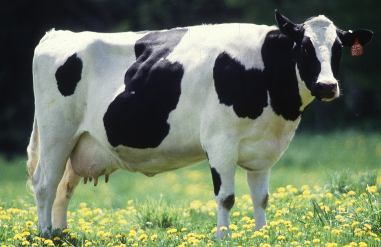 Черно пёстрая молочная порода коров.