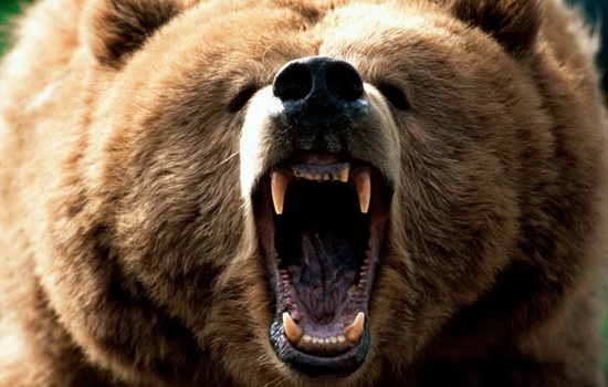 Медведь (Bear)