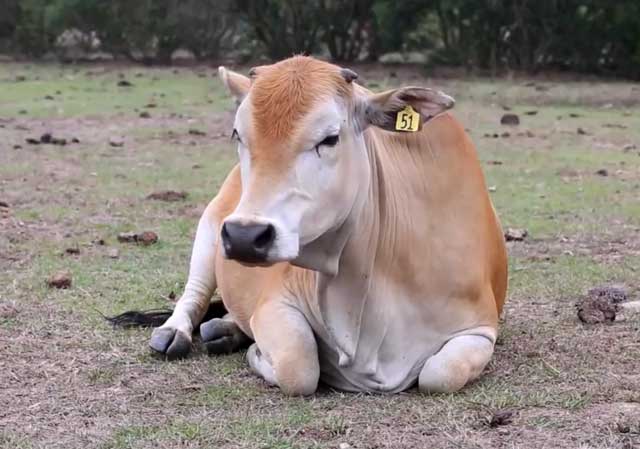 Зараженная корова - источник заразы