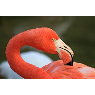 Фламинго Фото 1