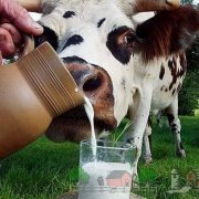 Почему у коровы горчит молоко: причины и решение