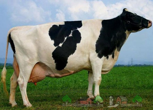 Сколько литров молока в день дает корова и когда оно появляется (молочная продуктивность)