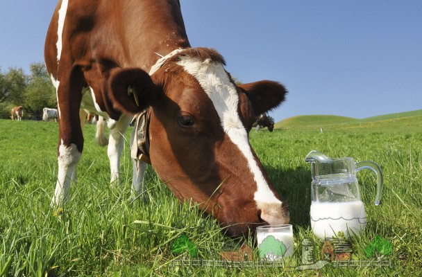 Почему у коровы горчит молоко: причины и решение