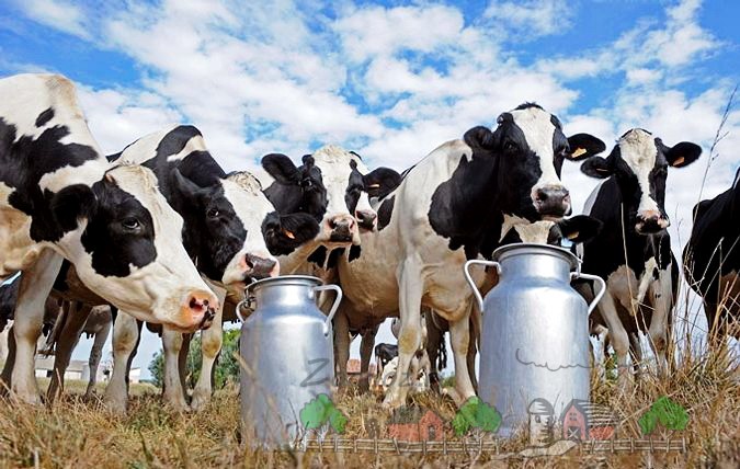 Сколько литров молока в день дает корова и когда оно появляется (молочная продуктивность)