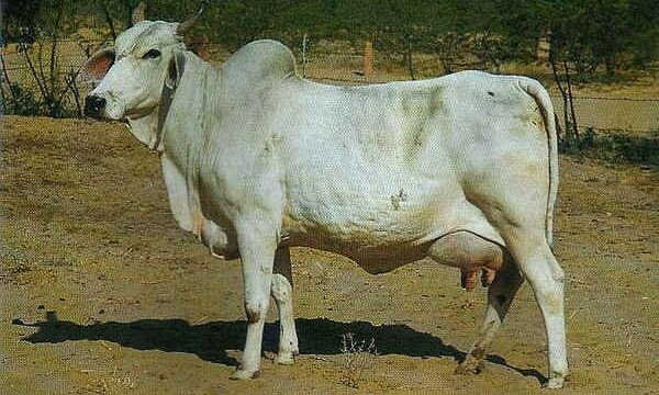 Корова зебу фото животного 