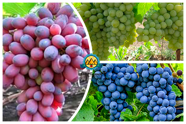 синий и красный виноград