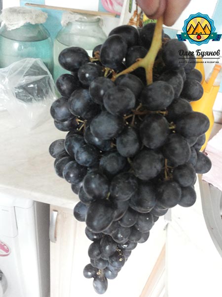 гроздь чёрного винограда
