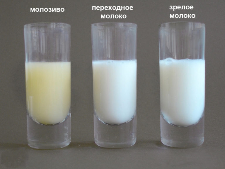 переднее и заднее молоко