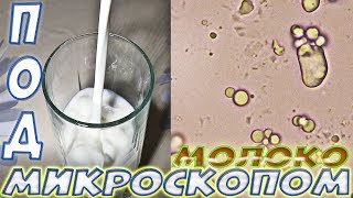 Молоко под микроскопом хорошее и кислое - 1500 крат