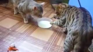 Коты не могут поделить миску с молоком