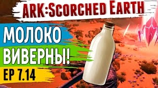 Ark: Scorched Earth - s.7.14 - Молоко Виверн! Как оглушить Виверну и достать Молоко и не только!