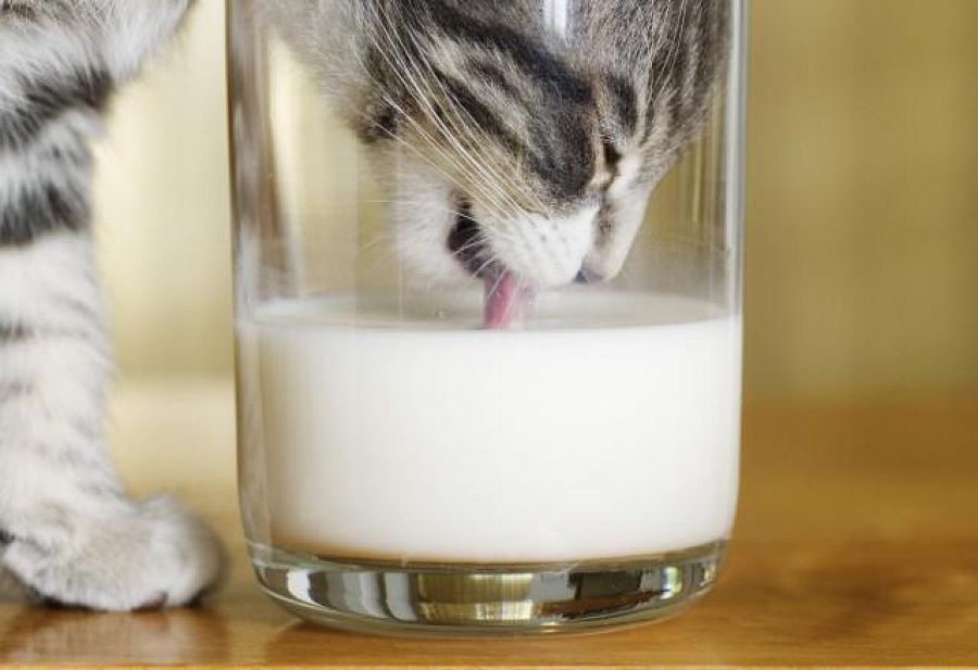 Можно ли кошкам давать молоко