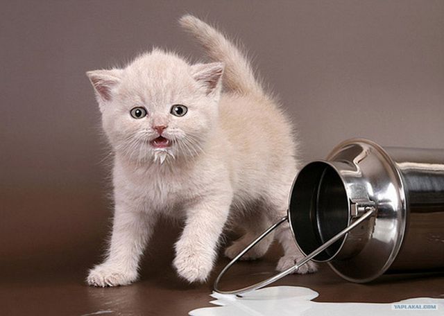 Котенок возле пролитого молока