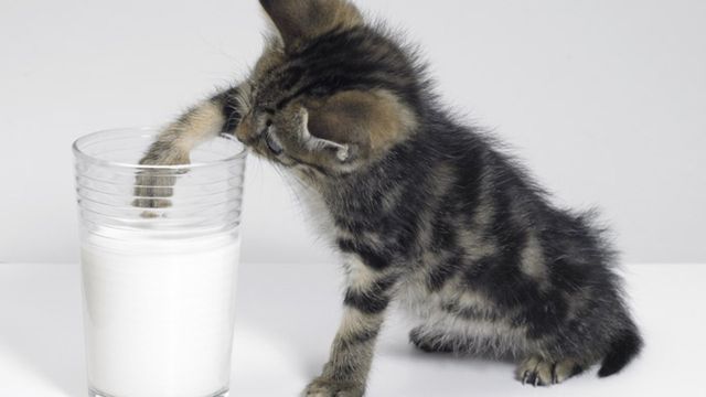 Котенок пробует лапкой молоко