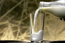 Козье молоко для лечения панкреатита