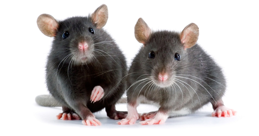Чем кормить крысу - разрешенные и запрещенные продукты