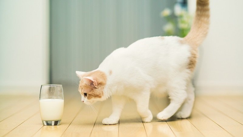 лечение молоком
