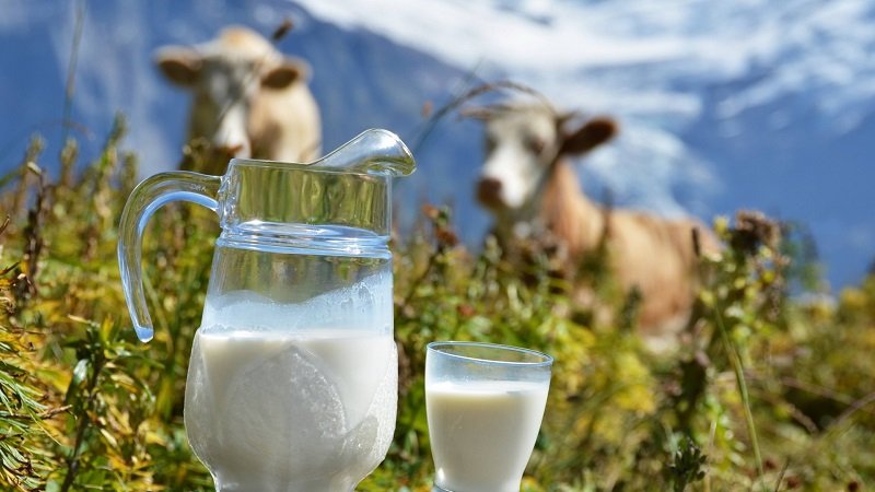 лечение бронхита молоком
