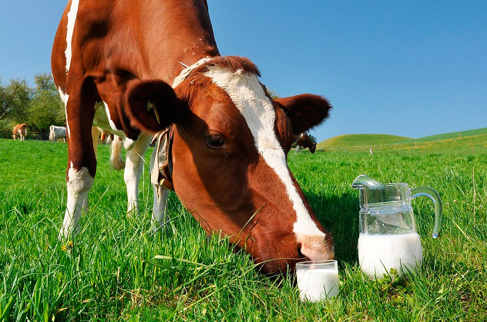 Цельное молоко подвергается минимальной обработке